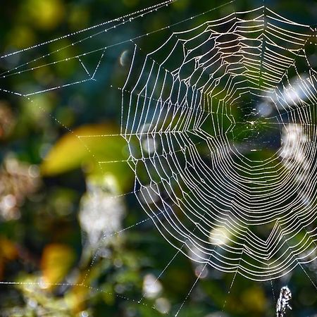 Gawra Gustawa Daire Ustrzyki Dolne Dış mekan fotoğraf